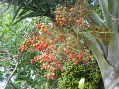 Pseudophoenix sargentii