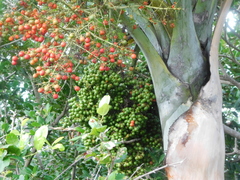 Pseudophoenix sargentii