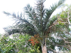 Pseudophoenix sargentii