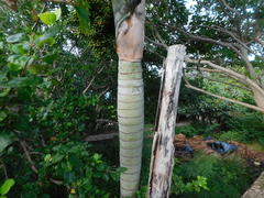 Pseudophoenix sargentii