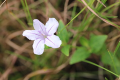 Roella glomerata