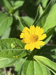 Wedelia calycina
