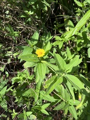 Wedelia calycina