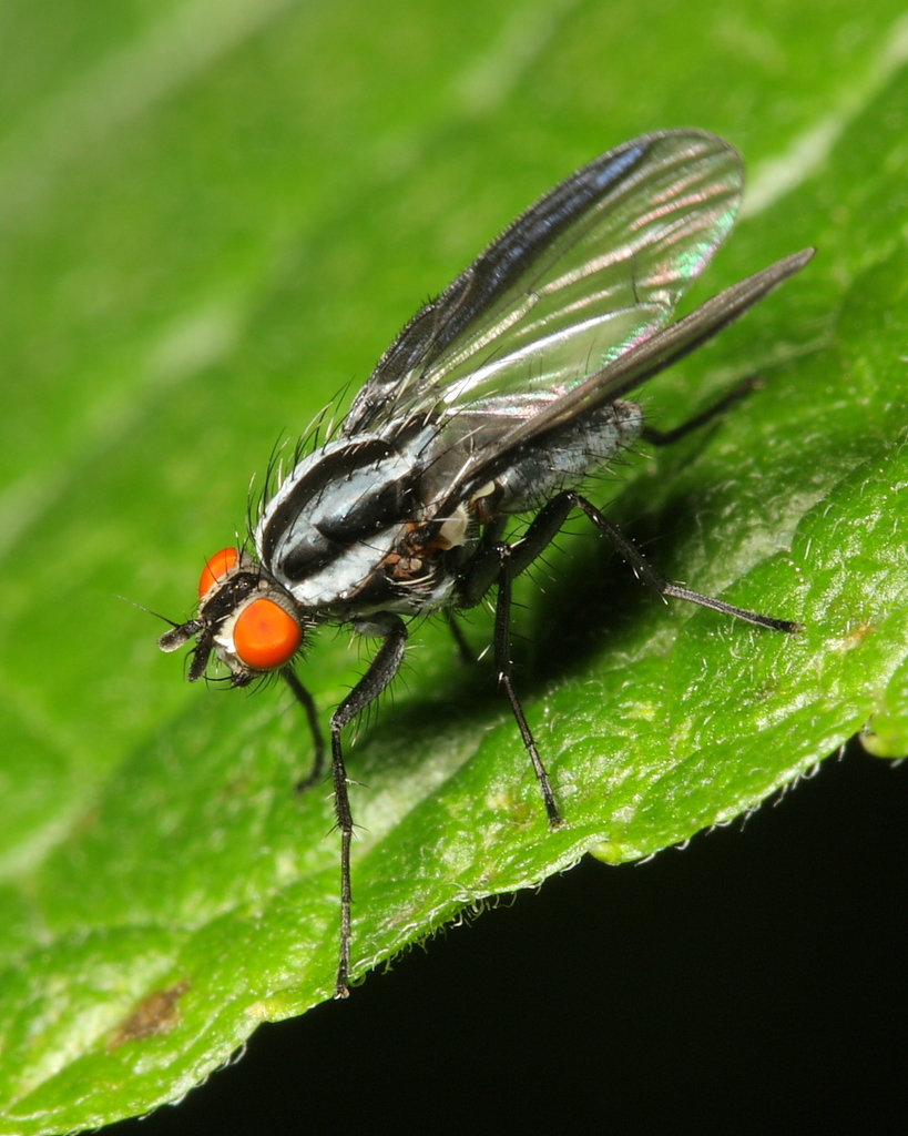 Anthomyia lindigii