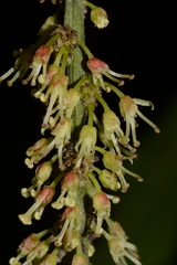 Picramnia antidesma