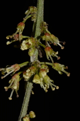Picramnia antidesma