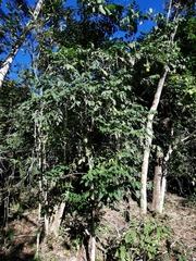 Picramnia antidesma