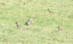 Vanellus melanopterus