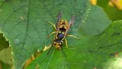 Vespula germanica