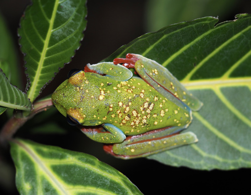 Canal Zone Treefrog, Boana rufitela
