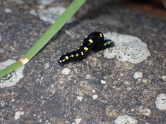 Oraesia emarginata
