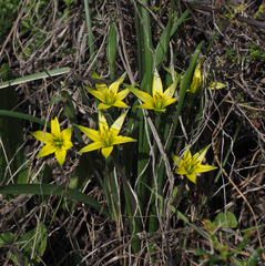 Gagea commutata