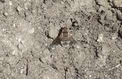 Thyridanthrax andrewsi