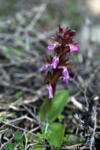 Fan-lipped Orchid