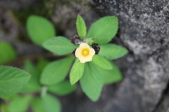 Sida alba