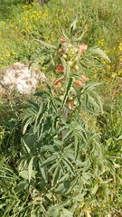 Scrophularia grandiflora