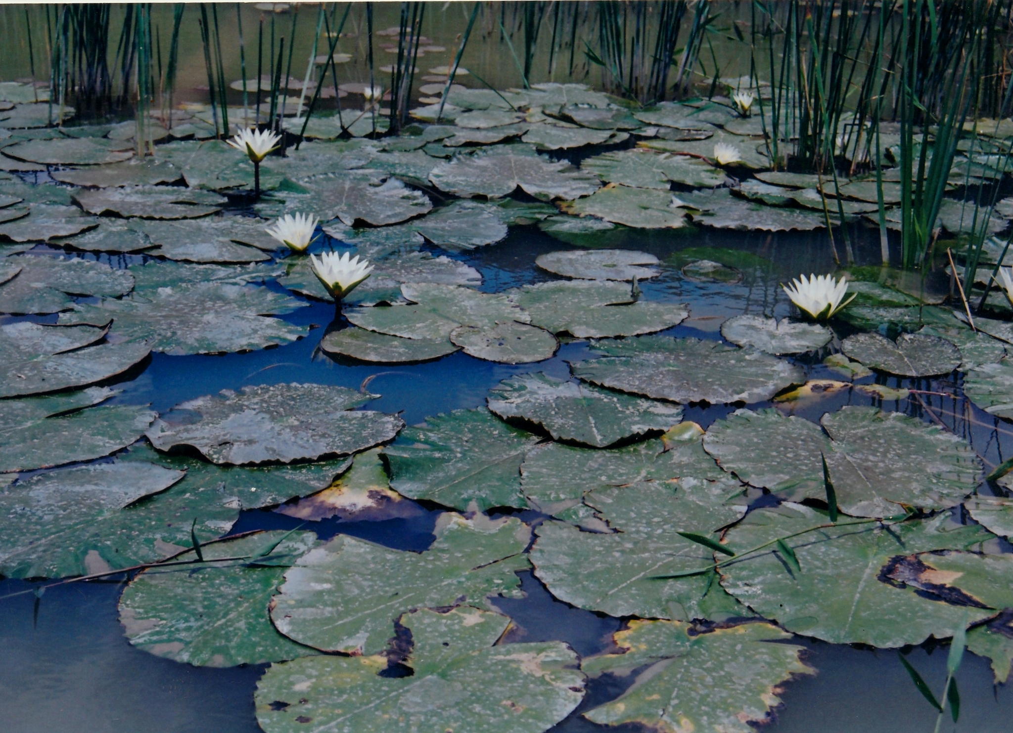 Nymphaea pulchella
