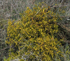 Viscum cruciatum
