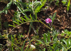 Vicia monantha