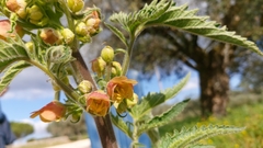 Scrophularia grandiflora