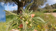 Scrophularia grandiflora