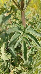 Scrophularia grandiflora