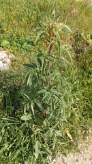 Scrophularia grandiflora