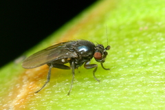 Sclerocoelus
