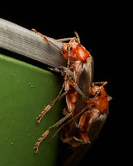 Pacificanthia consors