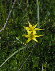 Gagea commutata