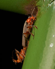 Pacificanthia consors
