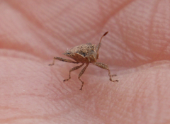 Aufeius impressicollis