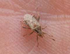 Aufeius impressicollis