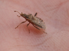 Aufeius impressicollis