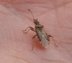 Aufeius impressicollis