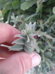Nonea vesicaria