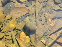 Planorbarius corneus