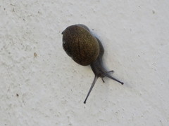 Zachrysia provisoria