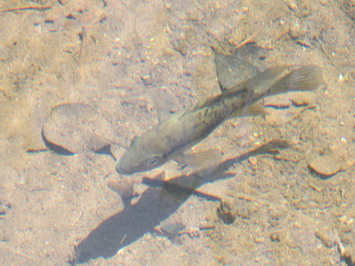 Haitian cichlid (Nandopsis haitiensis) — Cichlidae — 4