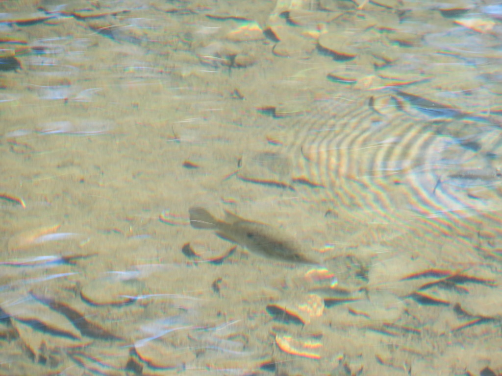 Haitian cichlid (Nandopsis haitiensis) — Cichlidae