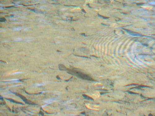 Haitian cichlid (Nandopsis haitiensis) — Cichlidae