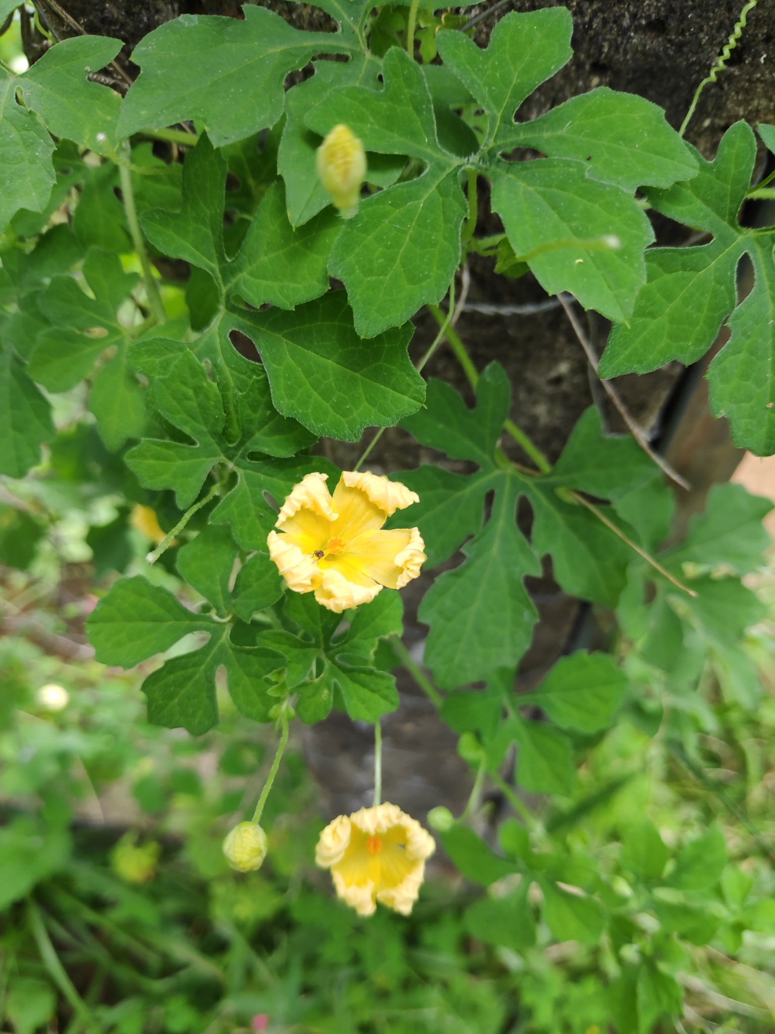 Momordica charantia