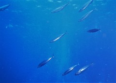 Decapterus