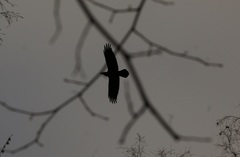 Corvus corax