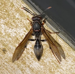 Polistes apicalis