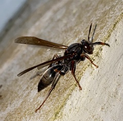 Polistes apicalis