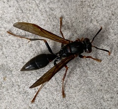 Polistes apicalis