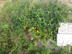 Stigmaphyllon ciliatum