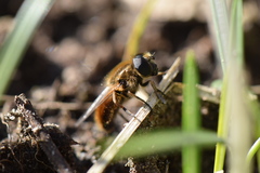Cheilosia grossa