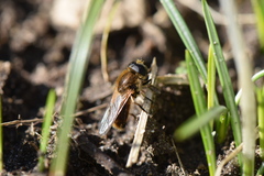 Cheilosia grossa